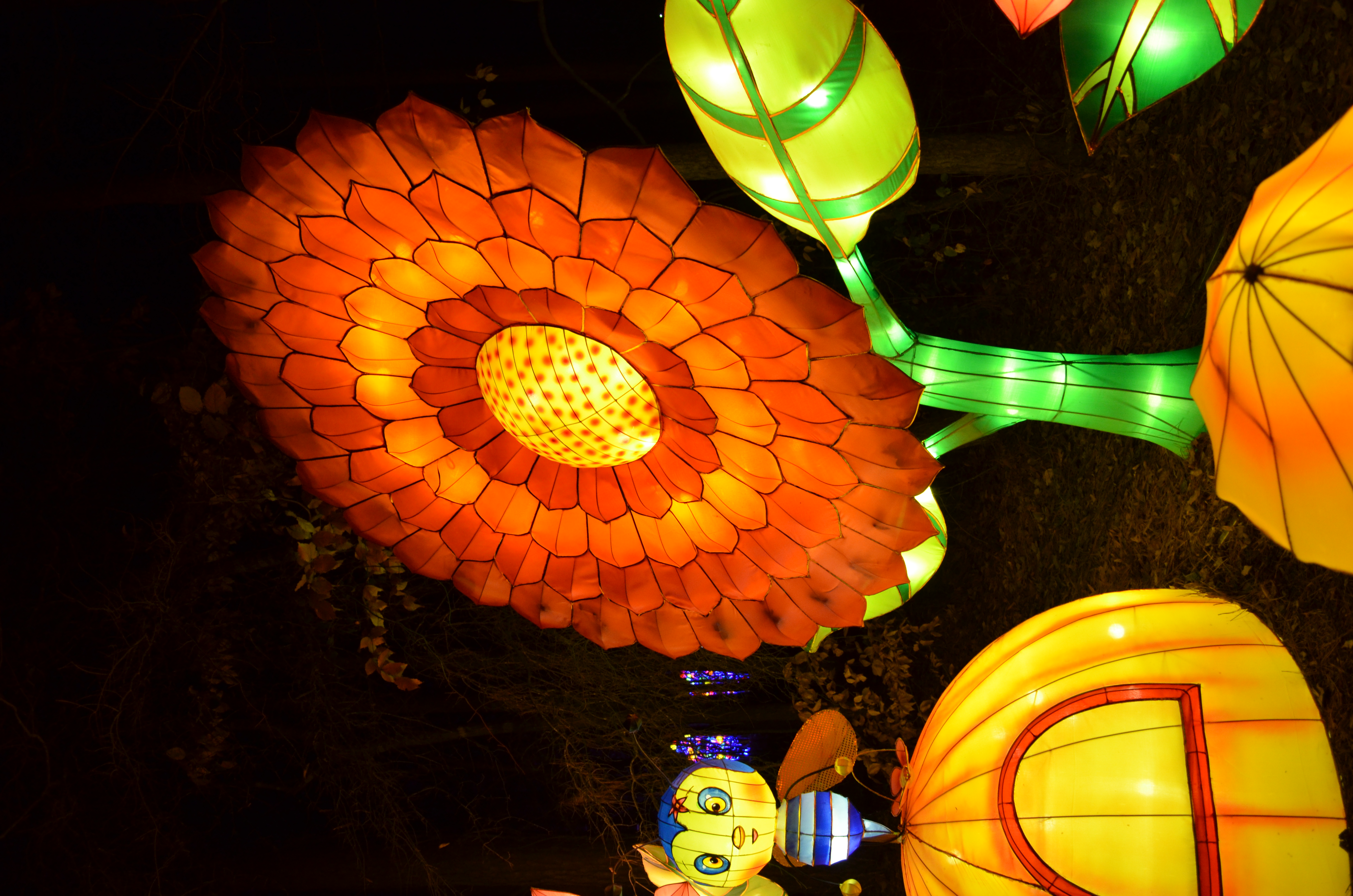 ./2015/33 - Chinese Lantern Festival/DSC_0660.JPG